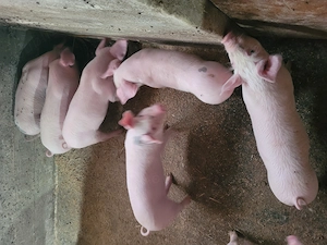 Vând purcei frumoși! - imagine 3