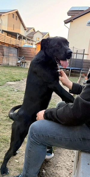 Donez femela Cane corso - imagine 4