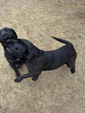 Donez femela Cane corso - imagine 5