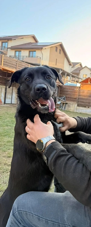 Donez femela Cane corso - imagine 3