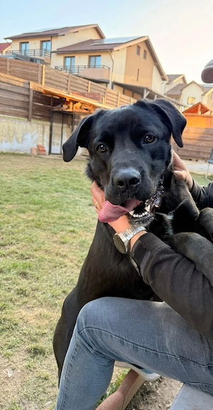 Donez femela Cane corso - imagine 2