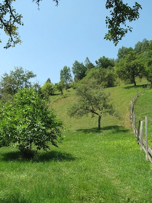 Teren intravilan 6265 mp si casa in zona Bran-Simon - imagine 4