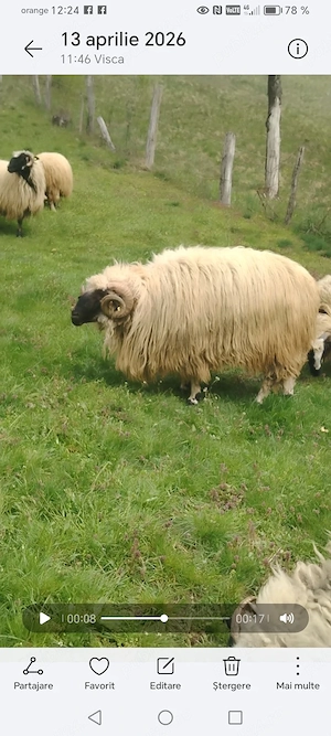 Disponibil berbec țurcan  - imagine 2