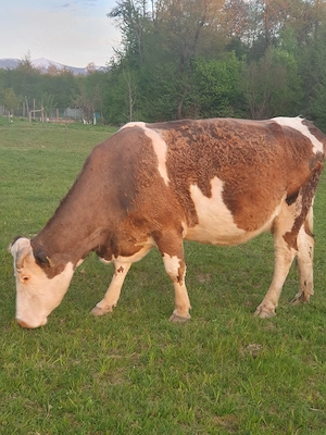 Vand vaca gestanta 8 luni