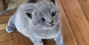 Albastru de Rusia 900 lei - imagine 2