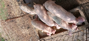 Purcei de vânzare 30 -40kg