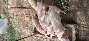 Purcei de vânzare 30-35kg - imagine 3