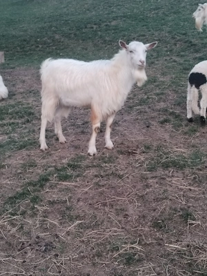 Disponibil țap tânăr 