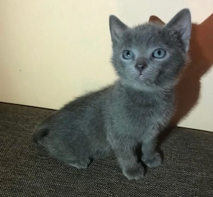 Albastru de Rusia 900 lei - imagine 3