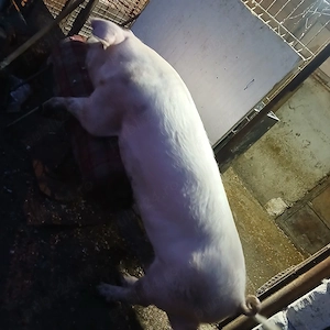 Monta artificiala ! material seminal vier landrace 