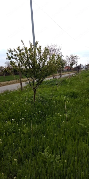 vinzare yeren - imagine 4