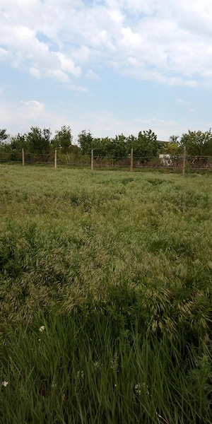 vinzare yeren - imagine 5