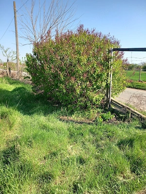 vinzare yeren - imagine 6