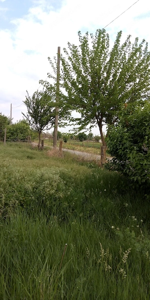 vinzare yeren - imagine 7