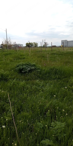 vinzare yeren - imagine 3