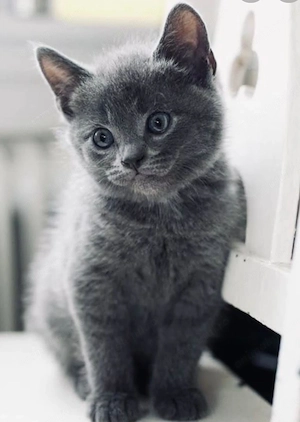 Albastru de Rusia baietel 900 lei