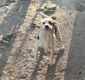Cățelușe Beagle Tricolor  - imagine 2