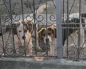 Cățelușe Beagle Tricolor 