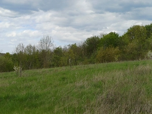 Se vinde casa batranesca , cu livada tanara , vie. Suprafața 1 hectar .  - imagine 4