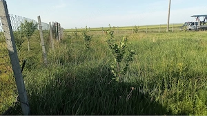 Vand 2 parcele in Livada de Bihor 