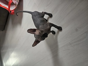 Motan deosebit Sphynx