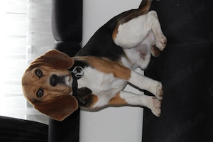 Femela și mascul Beagle - imagine 2