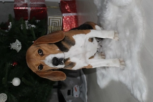 Femela și mascul Beagle - imagine 3