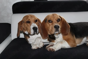 Femela și mascul Beagle