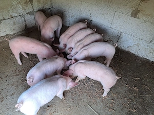 vand purcei 7 purcele si 3 purcei 