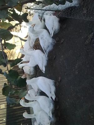 Boboci de Gasca - imagine 3