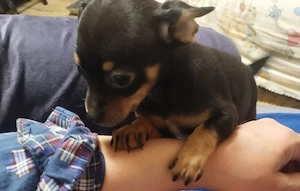 catelusa chihuahua - imagine 2