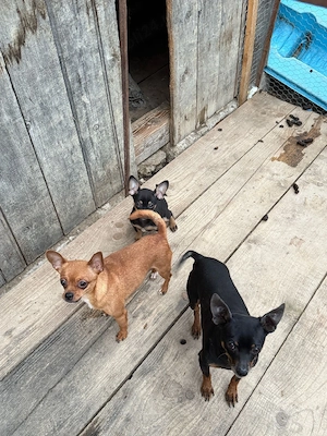 catelusa chihuahua - imagine 4