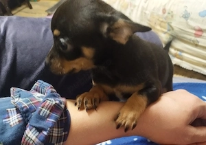 catelusa chihuahua - imagine 3