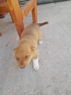 Cățeluși de donat  - imagine 2