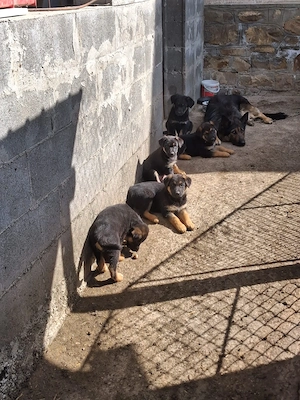 Pui Ciobănesc German deosebiți   Vaccinați și Deparazitați (Carnet Sănătate) - imagine 10