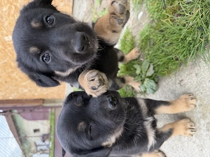 Pui Ciobănesc German deosebiți   Vaccinați și Deparazitați (Carnet Sănătate) - imagine 6