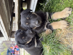 Pui Ciobănesc German deosebiți   Vaccinați și Deparazitați (Carnet Sănătate) - imagine 4