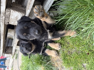 Pui Ciobănesc German deosebiți   Vaccinați și Deparazitați (Carnet Sănătate)