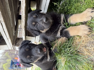 Pui Ciobănesc German deosebiți   Vaccinați și Deparazitați (Carnet Sănătate) - imagine 3