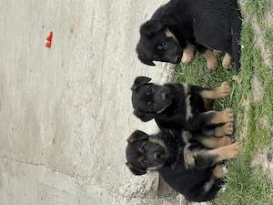 Pui Ciobănesc German deosebiți   Vaccinați și Deparazitați (Carnet Sănătate) - imagine 9