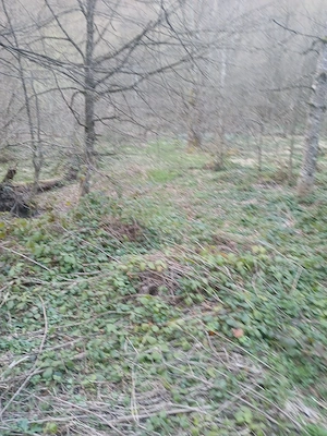 vand teren Borlova-Muntele Mic - imagine 2