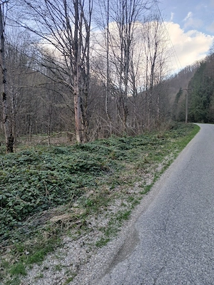 vand teren Borlova-Muntele Mic - imagine 3