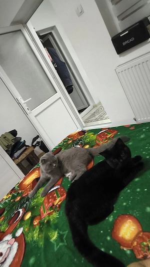 Puiuti de pisică british shorthair frumoși și jucăuși de vânzare  - imagine 4