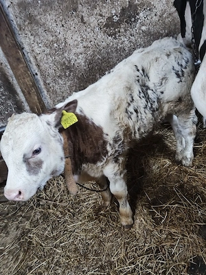 Vand vitel belgian  - imagine 3