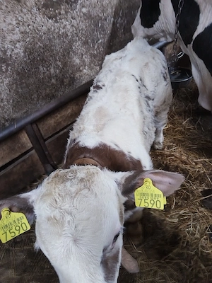 Vand vitel belgian  - imagine 2