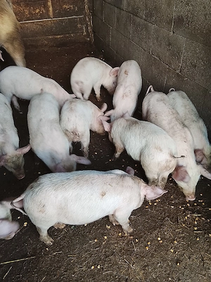 Purcei de vânzare  - imagine 3