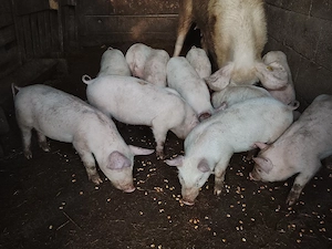 Purcei de vânzare  - imagine 2