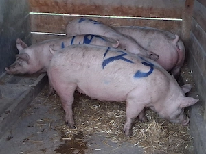 vând 2 porci  103 și  123 kg