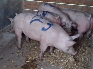 vând 2 porci  103 și  123 kg - imagine 2