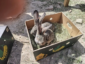 Vând iepuri uriaș german - imagine 3